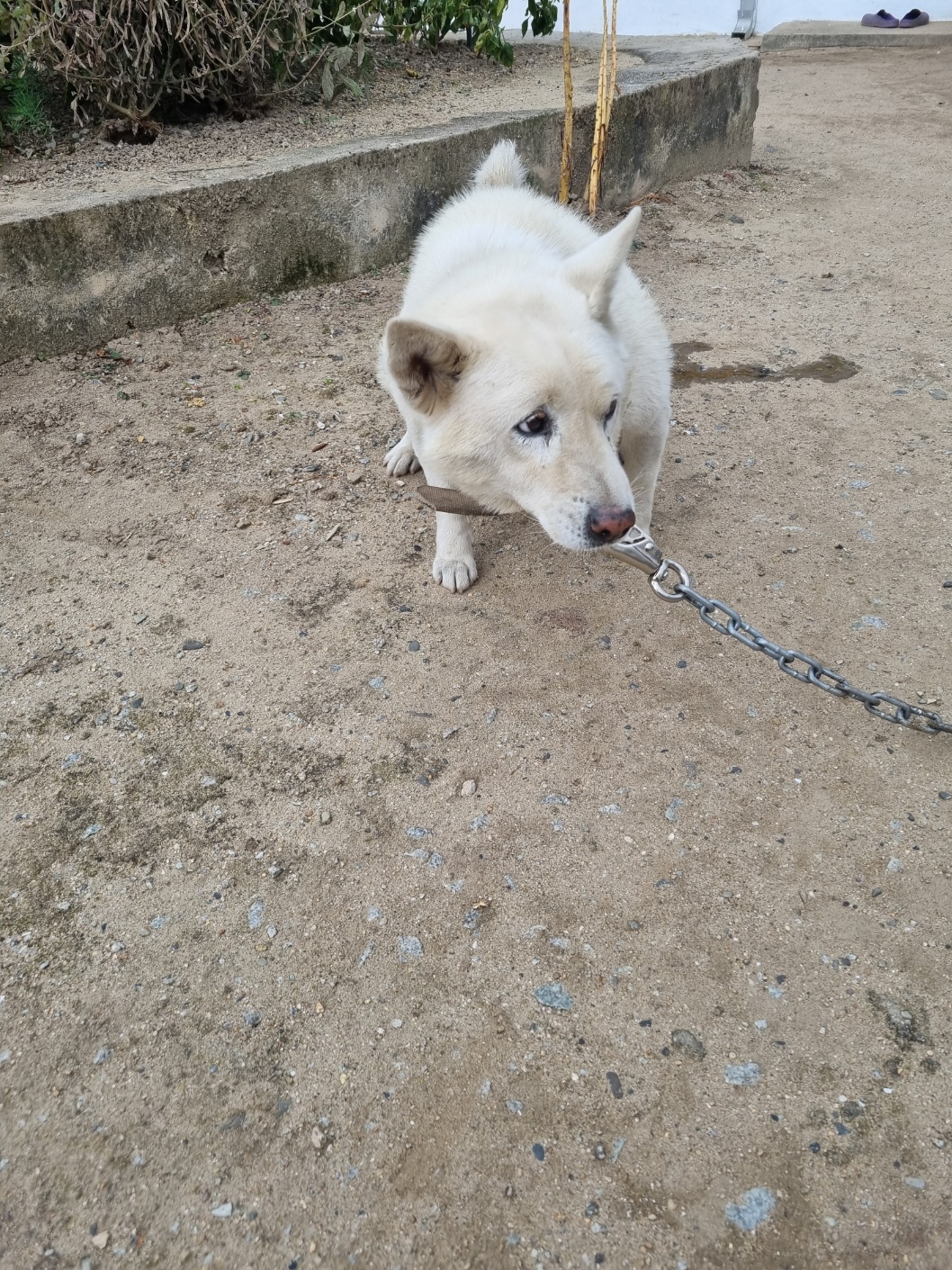 보호중 믹스견의 가…